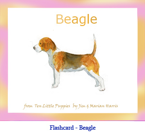 Beagle Dog Flashcard– with breed name
